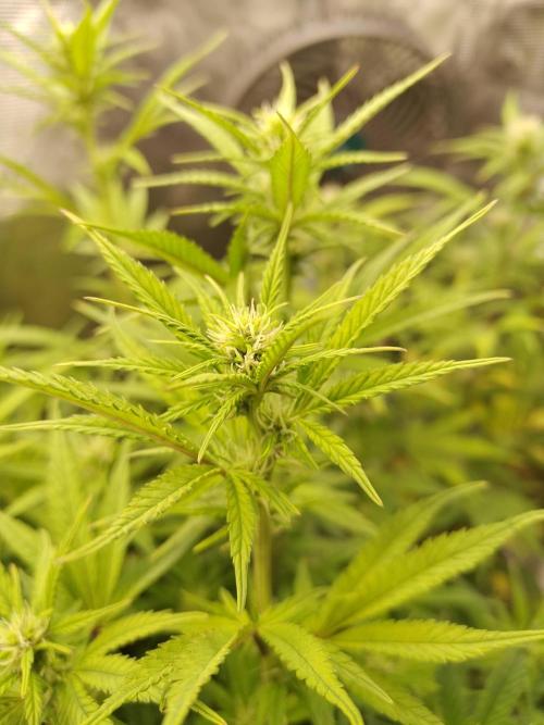 Fast Buds – Jack Herer. Week 9