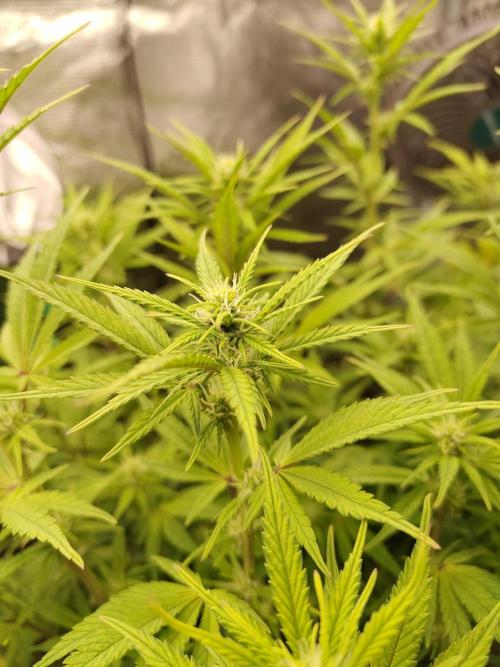 Fast Buds – Jack Herer. Week 9