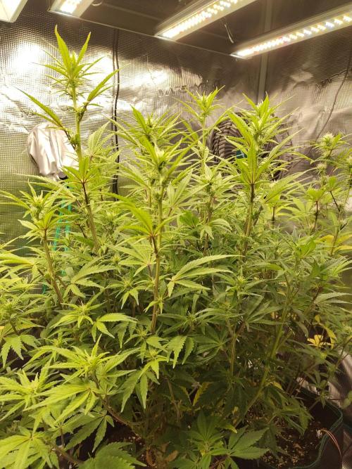 Fast Buds – Jack Herer. Week 9