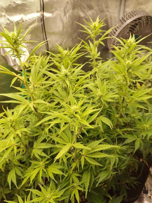 Fast Buds – Jack Herer. Week 9