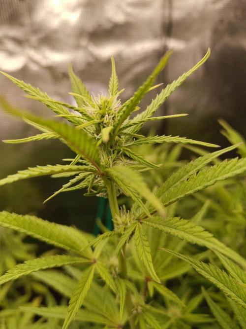 Fast Buds – Jack Herer. Week 9