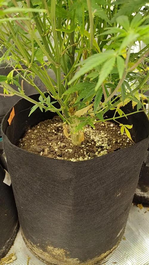 Fast Buds – Jack Herer