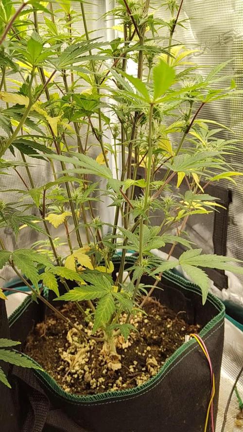 Sensi Seeds – Sticky Orange XXL Auto