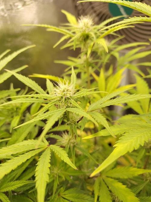 Sensi Seeds – Sticky Orange XXL Auto. Week 10