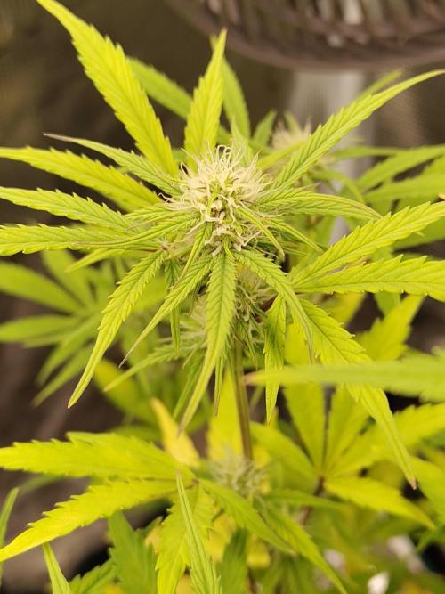Sensi Seeds – Sticky Orange XXL Auto. Week 10