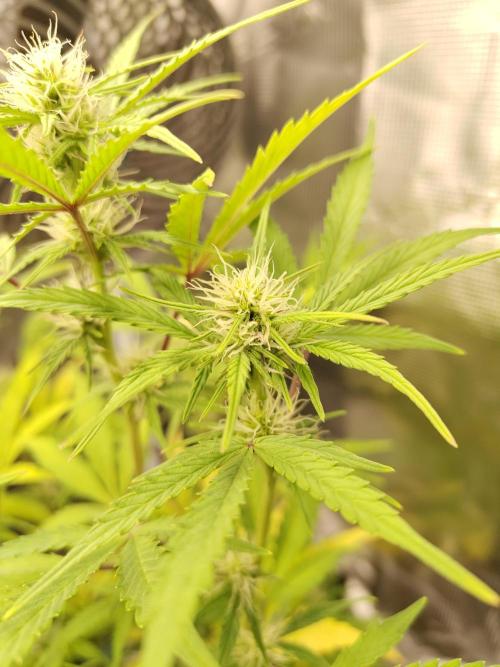 Sensi Seeds – Sticky Orange XXL Auto. Week 10