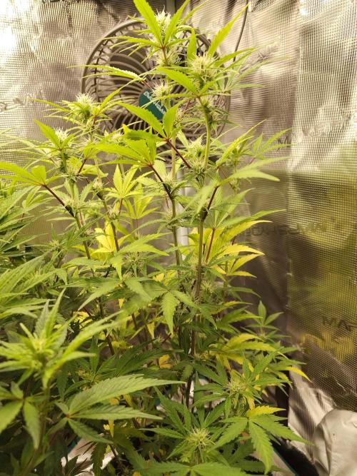 Sensi Seeds – Sticky Orange XXL Auto. Week 10