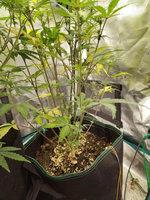 Sensi Seeds – Sticky Orange XXL Auto. Week 10