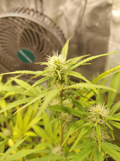 Sensi Seeds – Sticky Orange XXL Auto. Week 10
