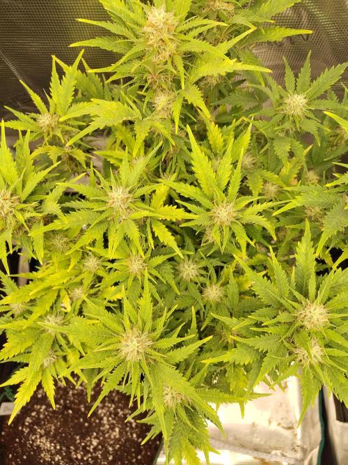White Label White Diesel Hasze Automatic. Week 11