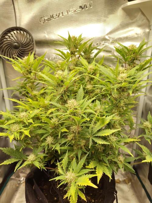 White Label White Diesel Hasze Automatic. Week 11