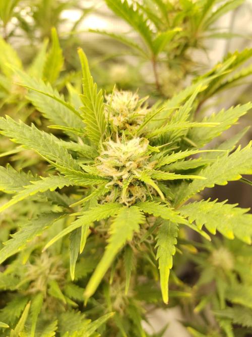 White Label White Diesel Hasze Automatic. Week 11