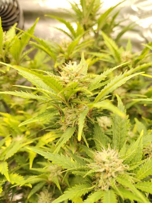 White Label White Diesel Hasze Automatic. Week 11