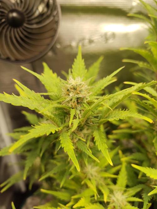 White Label White Diesel Hasze Automatic. Week 11