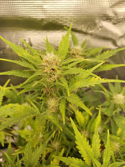 White Label White Diesel Hasze Automatic. Week 11