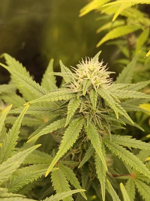 Fast Buds – Mexican Airlines. Week 10