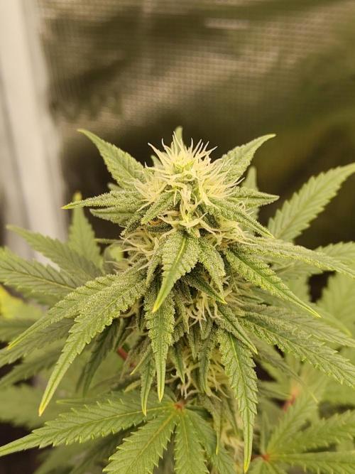 Fast Buds – Mexican Airlines. Week 10