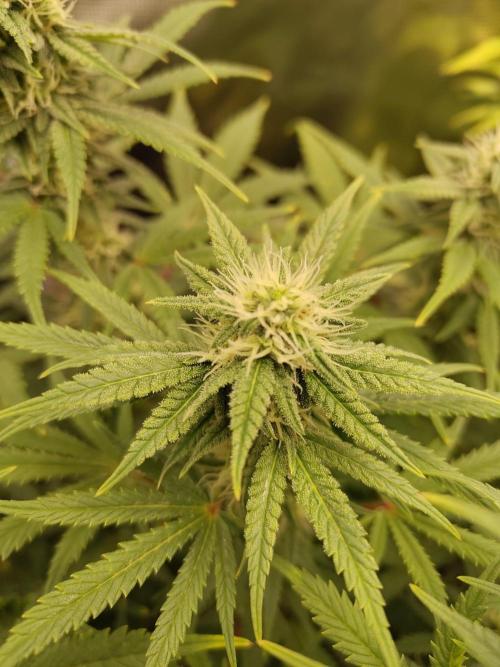 Fast Buds – Mexican Airlines. Week 10