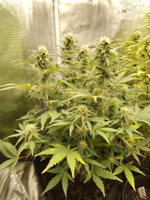 Fast Buds – Mexican Airlines. Week 10