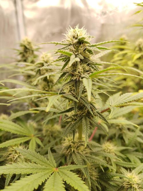Fast Buds – Mexican Airlines. Week 10