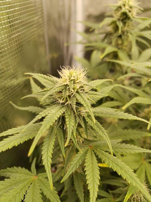 Fast Buds – Mexican Airlines. Week 10