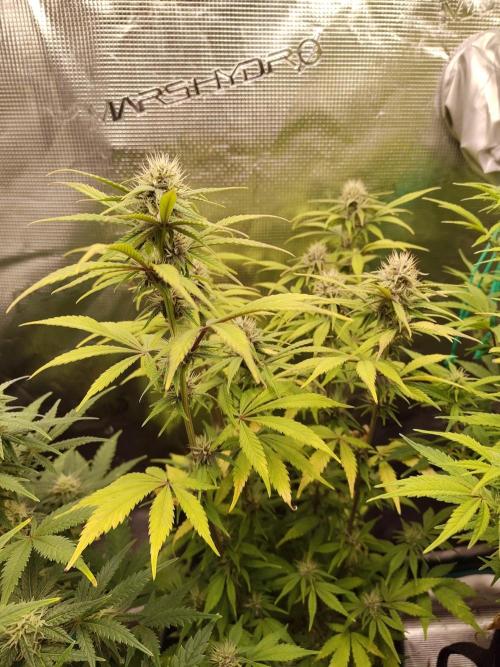 Fast Buds – LDS 25 Automatic. Week 11