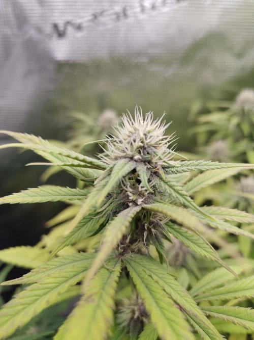 Fast Buds – LDS 25 Automatic. Week 11