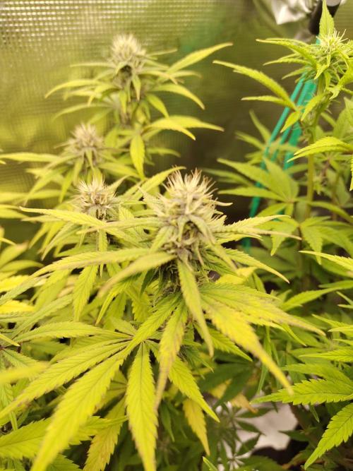 Fast Buds – LDS 25 Automatic. Week 11
