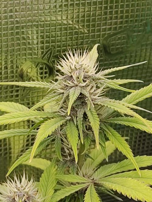 Fast Buds – LDS 25 Automatic. Week 11