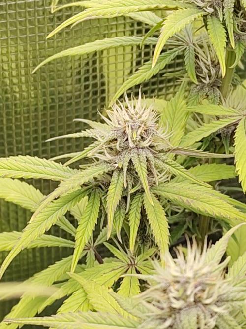 Fast Buds – LDS 25 Automatic. Week 11