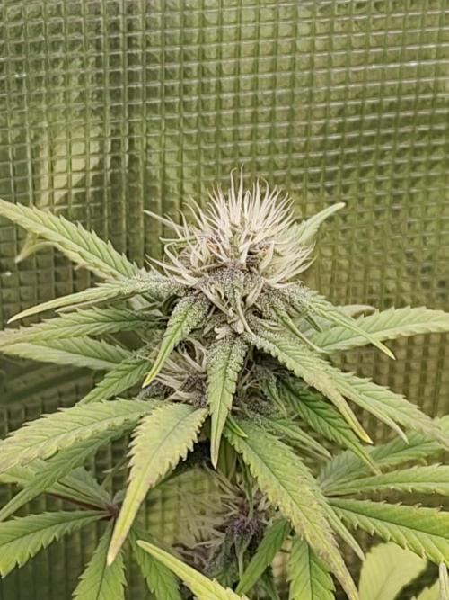 Fast Buds – LDS 25 Automatic. Week 11