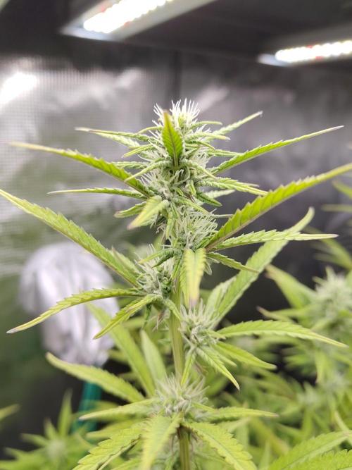 Fast Buds – Jack Herer. Week 10