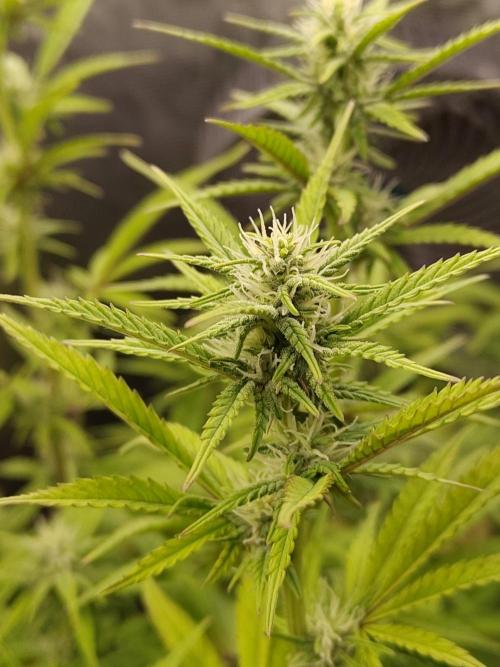 Fast Buds – Jack Herer. Week 10