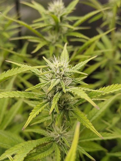 Fast Buds – Jack Herer. Week 10