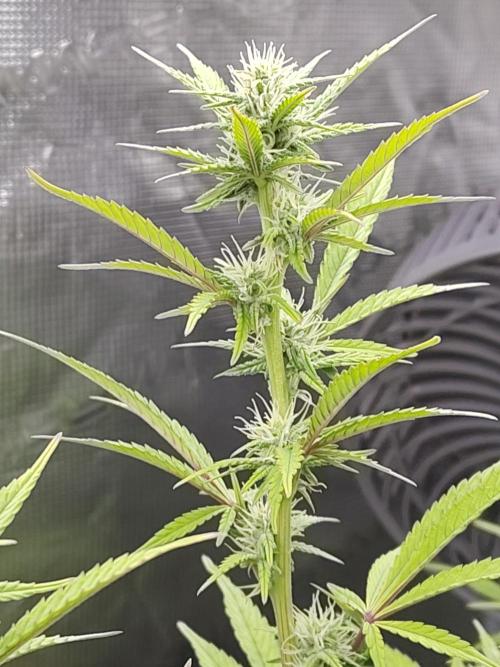Fast Buds – Jack Herer. Week 10