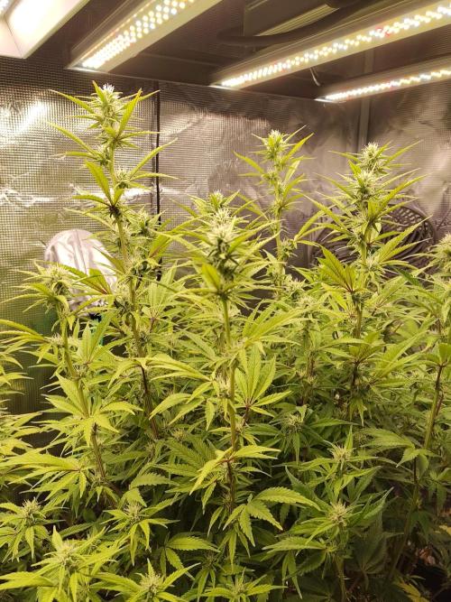 Fast Buds – Jack Herer. Week 10