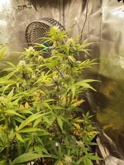 Sensi Seeds – Sticky Orange XXL Auto. Week 11