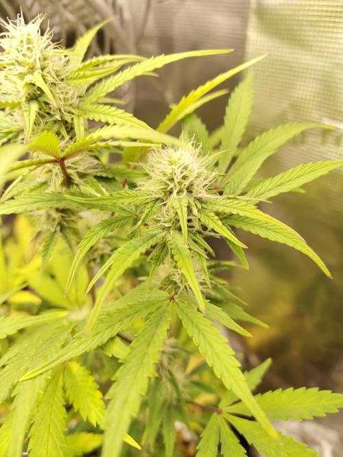 Sensi Seeds – Sticky Orange XXL Auto. Week 11