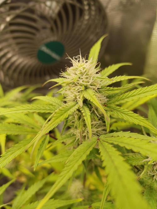 Sensi Seeds – Sticky Orange XXL Auto. Week 11