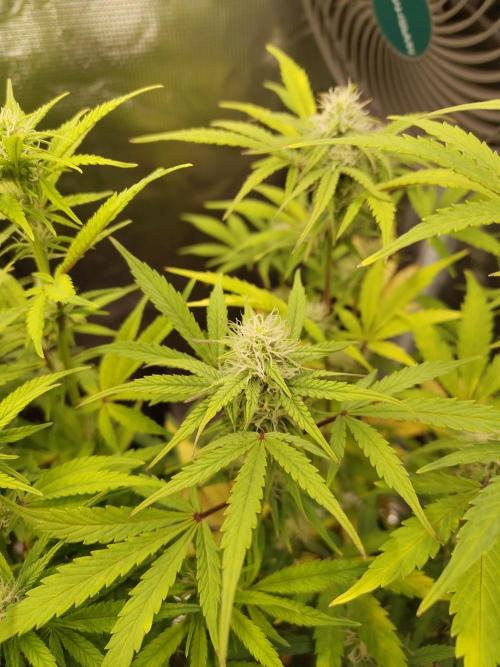 Sensi Seeds – Sticky Orange XXL Auto. Week 11