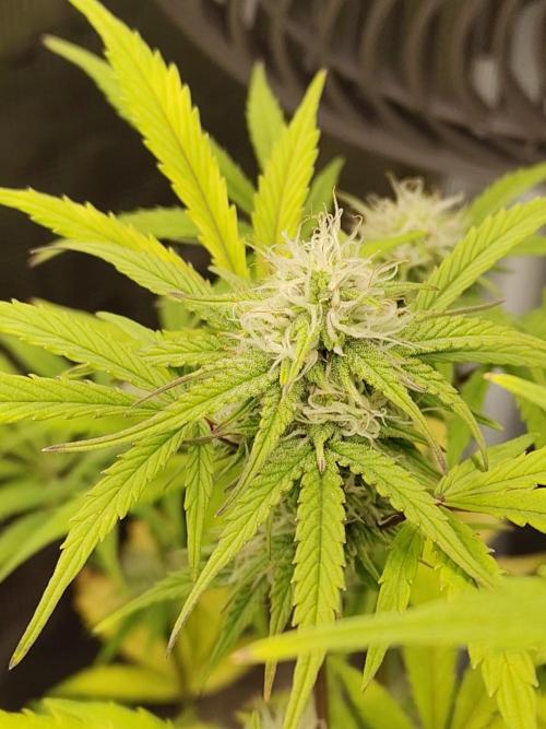 Sensi Seeds – Sticky Orange XXL Auto. Week 11