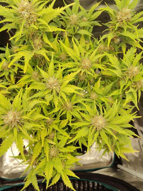 White Label White Diesel Hasze Automatic. Week 12