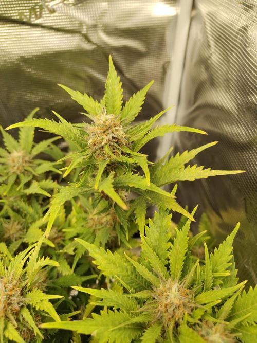 White Label White Diesel Hasze Automatic. Week 12