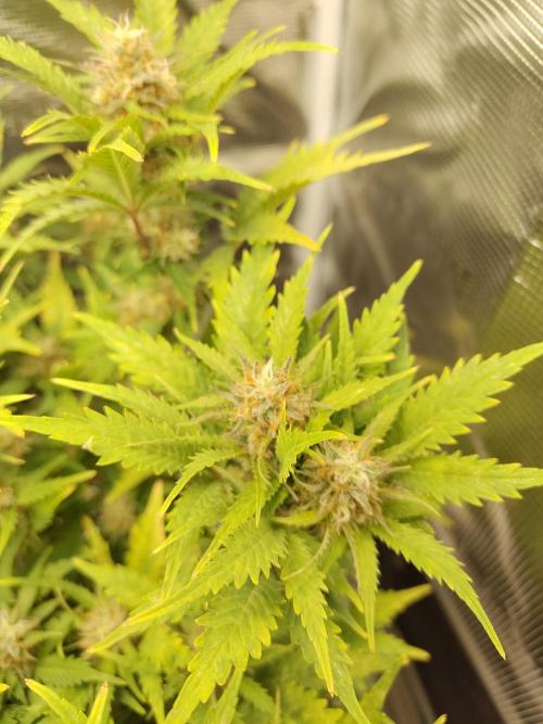 White Label White Diesel Hasze Automatic. Week 12