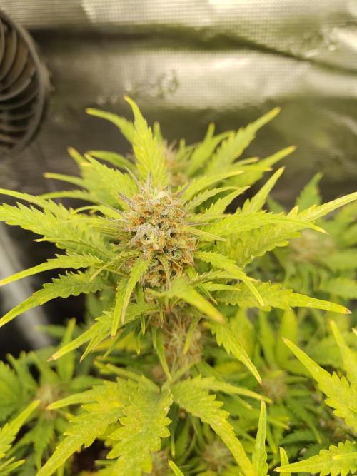White Label White Diesel Hasze Automatic. Week 12