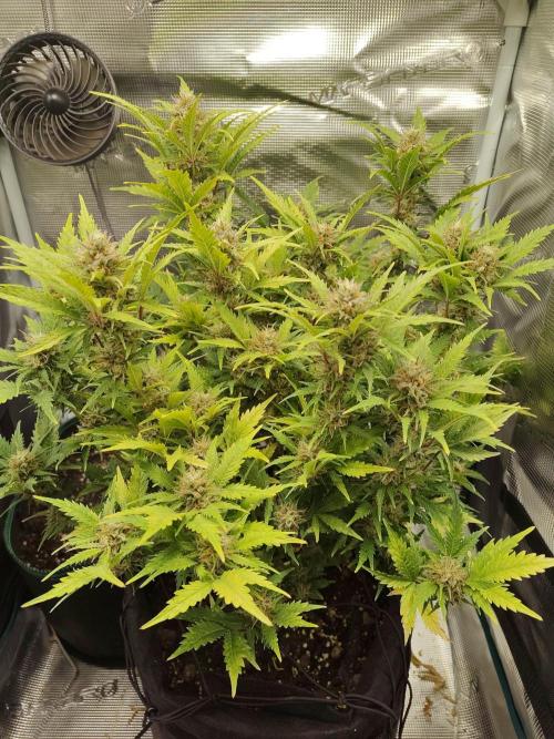 White Label White Diesel Hasze Automatic. Week 12