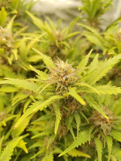 White Label White Diesel Hasze Automatic. Week 12