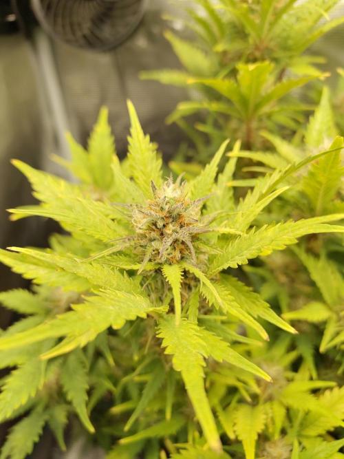 White Label White Diesel Hasze Automatic. Week 12