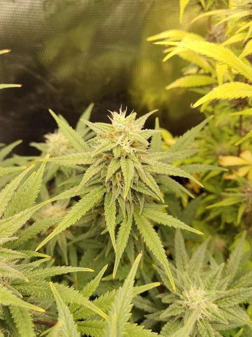 Fast Buds – Mexican Airlines. Week 11
