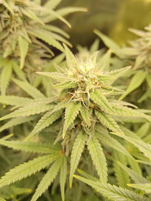 Fast Buds – Mexican Airlines. Week 11